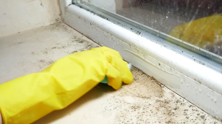 Best Forensic Mold Investigation  in Towamensing Trails, PA